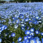 ブルドーザーの画像