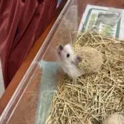 いぬの画像