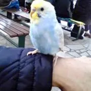 チャチャ