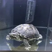亀吉の画像