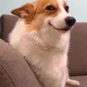 Dawgの画像