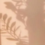 カフの画像