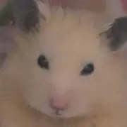 I'M fOiVeの画像