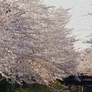 aya
