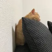 wawawaの画像