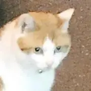 nekeの画像