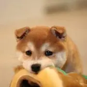 MARUHYUNの画像