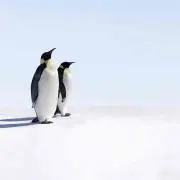 ダンダン