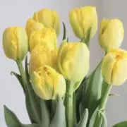 Image of ＊＊プライム＊＊