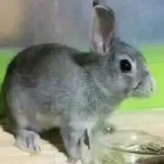 諭吉の画像