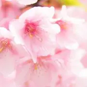 さくら