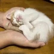 ねこ好きの画像