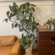 あちゃみ