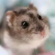 ちゅー太