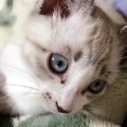 keiko