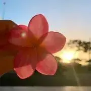 Noaの画像