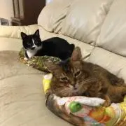 め〜ちゃんの画像