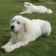 ピレニーズのTシャツ専門店@フォロー割