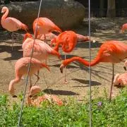 とっちゃん