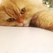 Tunamoffの画像
