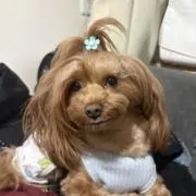 さりちゃの画像