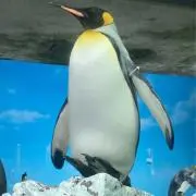 ペンギン【全て匿名配送します】の画像