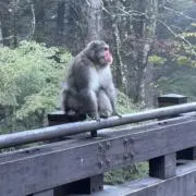 ざわちんの画像