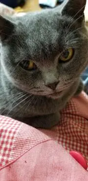 ねこ