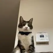 ゆかちゃんの画像