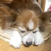 Rinkoの画像