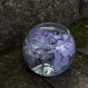 あゆかの画像