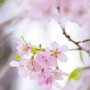 らぎの画像