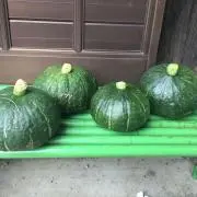 オカの画像