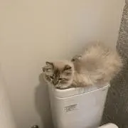 セセの画像