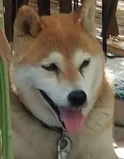 ケンコタの画像