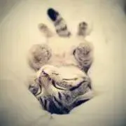 DEMELの画像