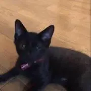 ウナギイヌ