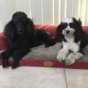 ミッキー