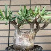 ウロノロの画像