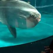 まんぼーまんの画像