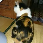 ゆずの画像