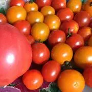 onotomato(まとめ買い大歓迎)の画像