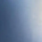 コアラの画像