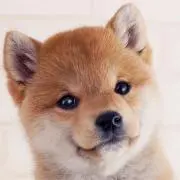 まめしばの画像