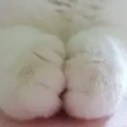 チョコ。@グッズ整理中〜の画像