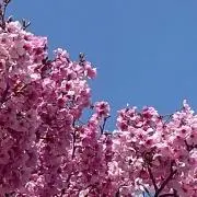 ちーずの画像