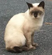 chanの画像