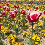 OimO  ☆まとめ割引承ります☆の画像