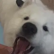 エビマヨ