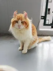 らいとパパの画像